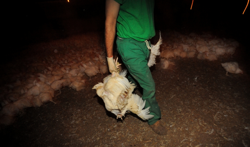 broiler chickens on a factory farm