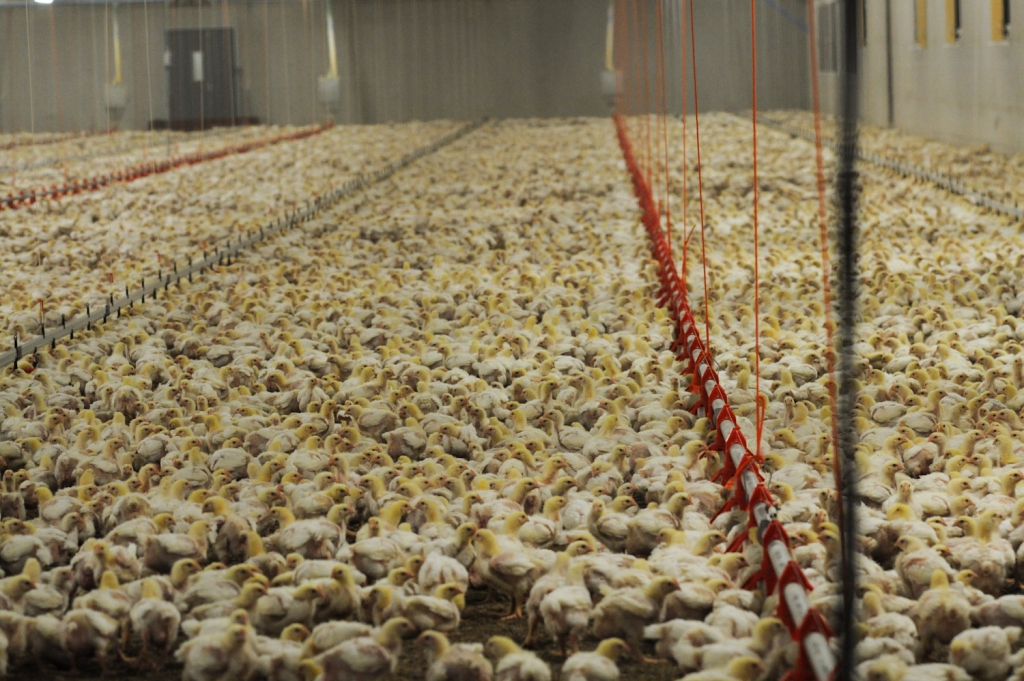 chickens on factory farm