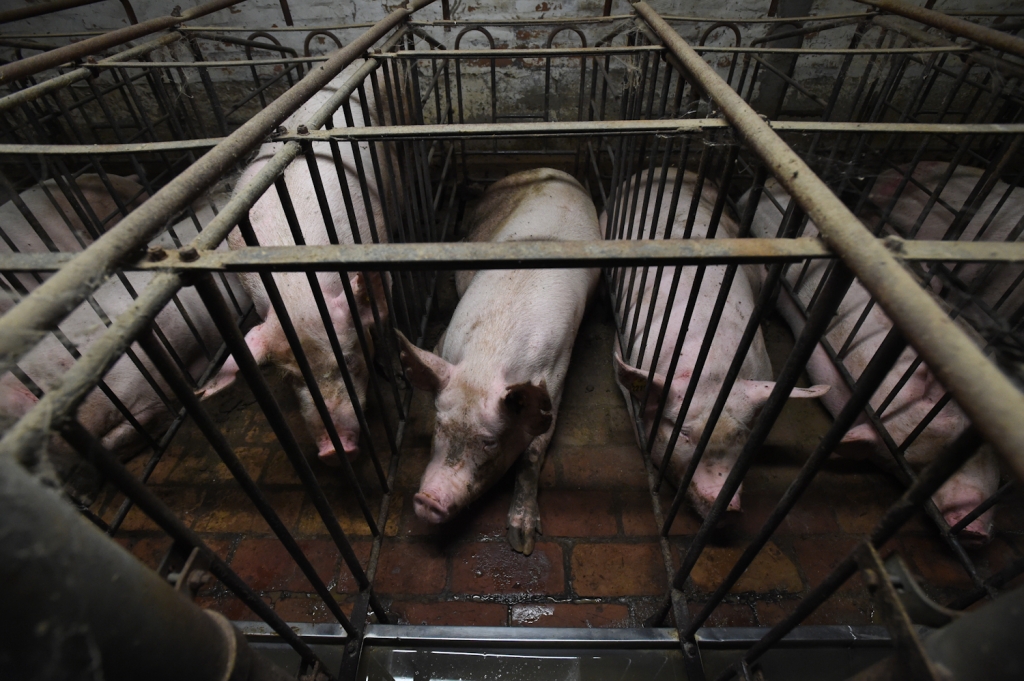 pigs on factory farm