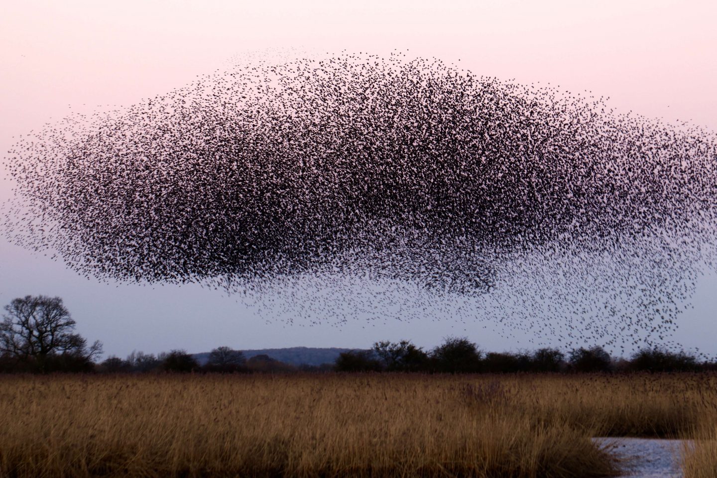 locust swarm birds