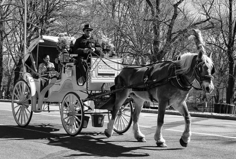 ban new york horse carriages