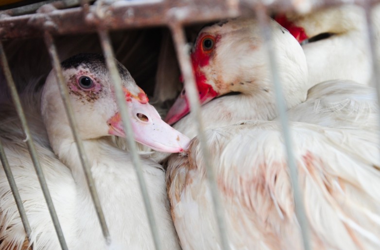 What Is Foie Gras And Why Is It Cruel To Ducks And Geese