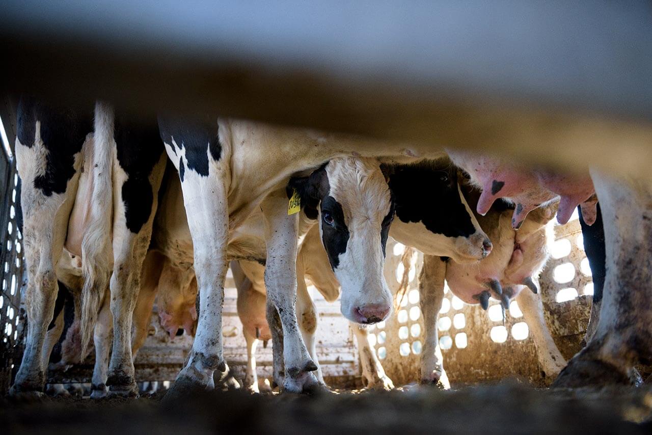 cow truck slaughterhouse