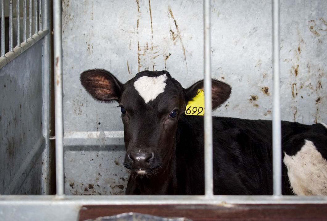 factory farm calf