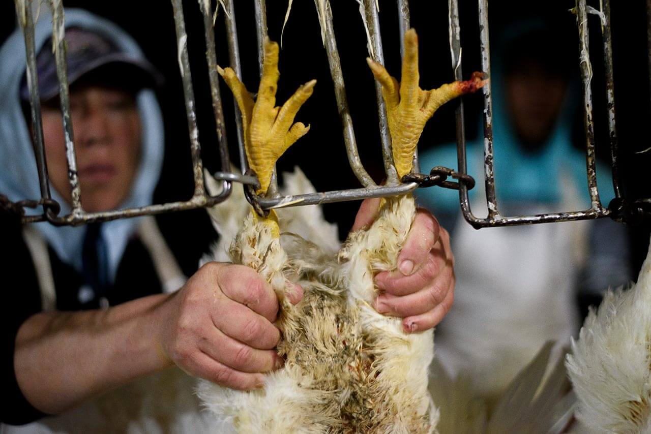 hanging chicken slaughterhouse