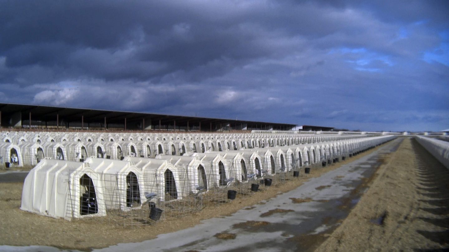 shed calve farm