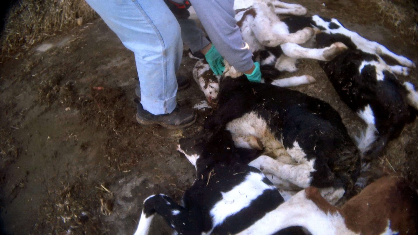 calves farm worker