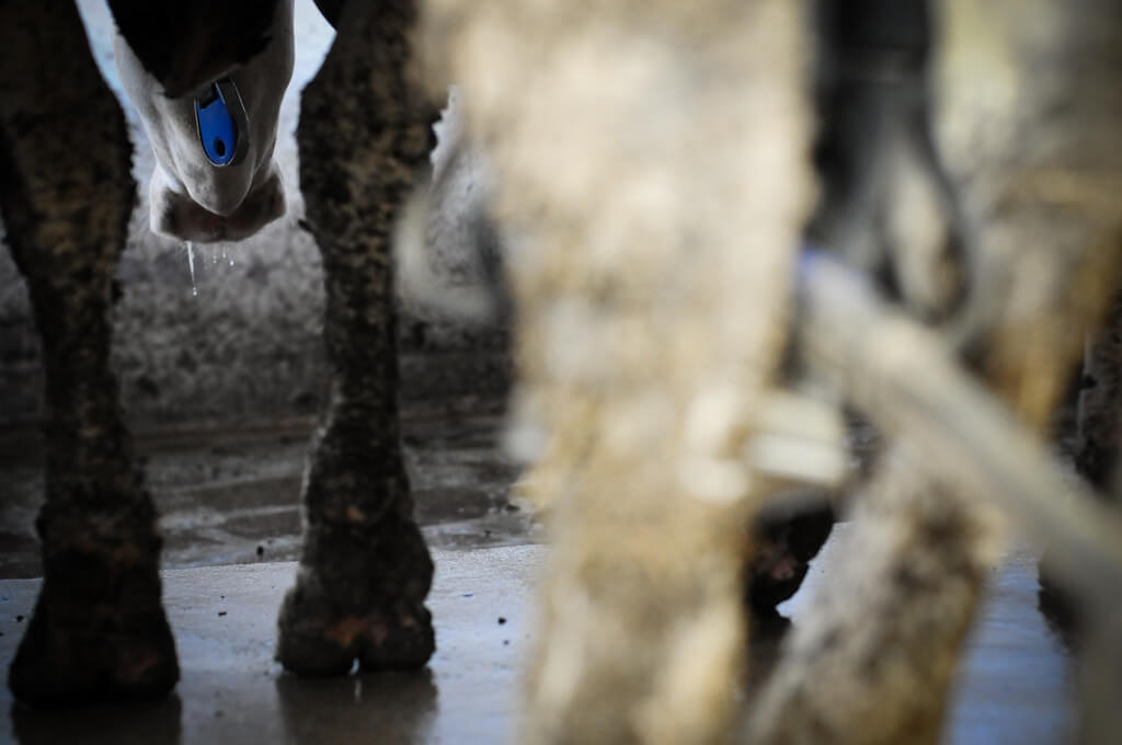 dairy cow stall