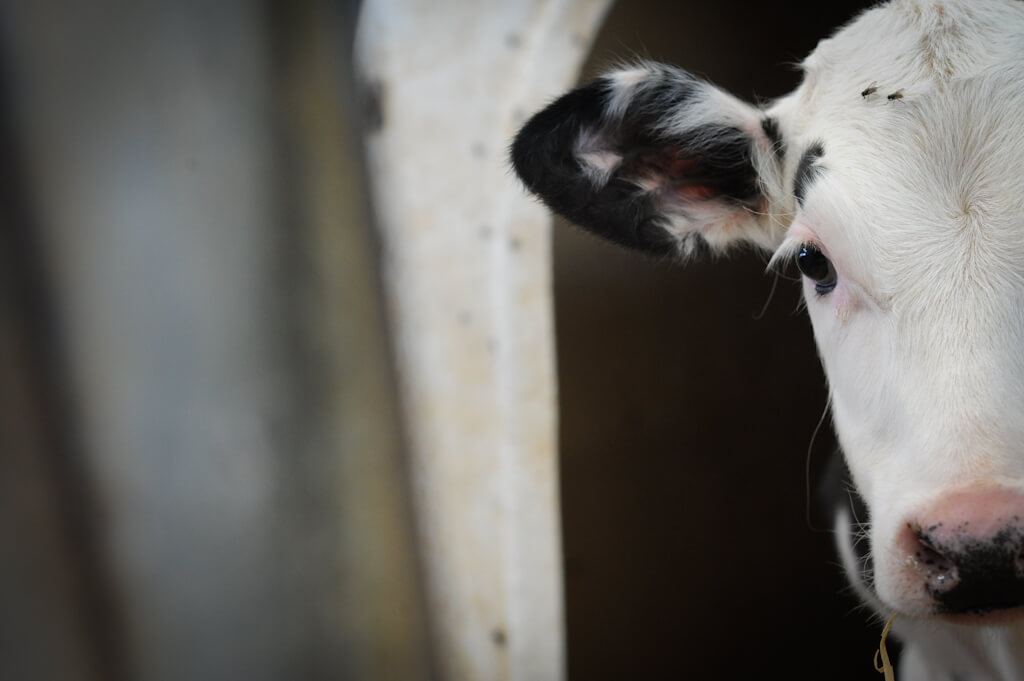 dairy calf pen