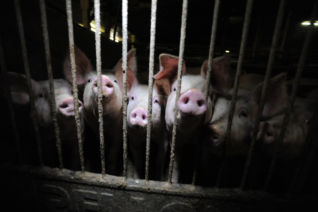 pigs behind bars