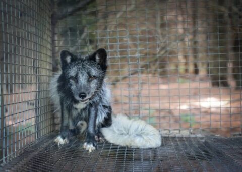 fur farming cage