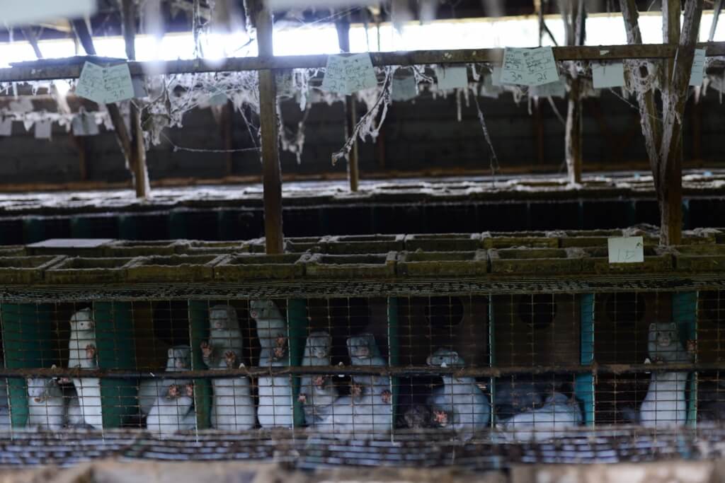 fur farming cages