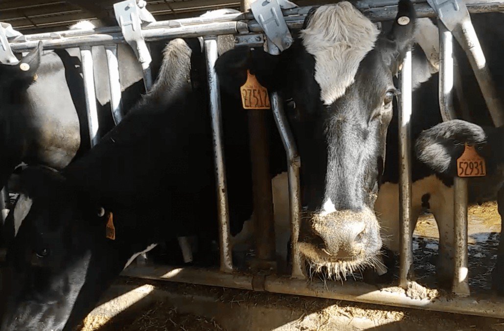 cow stall dairy