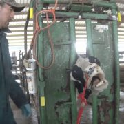 dairy cow cruelty