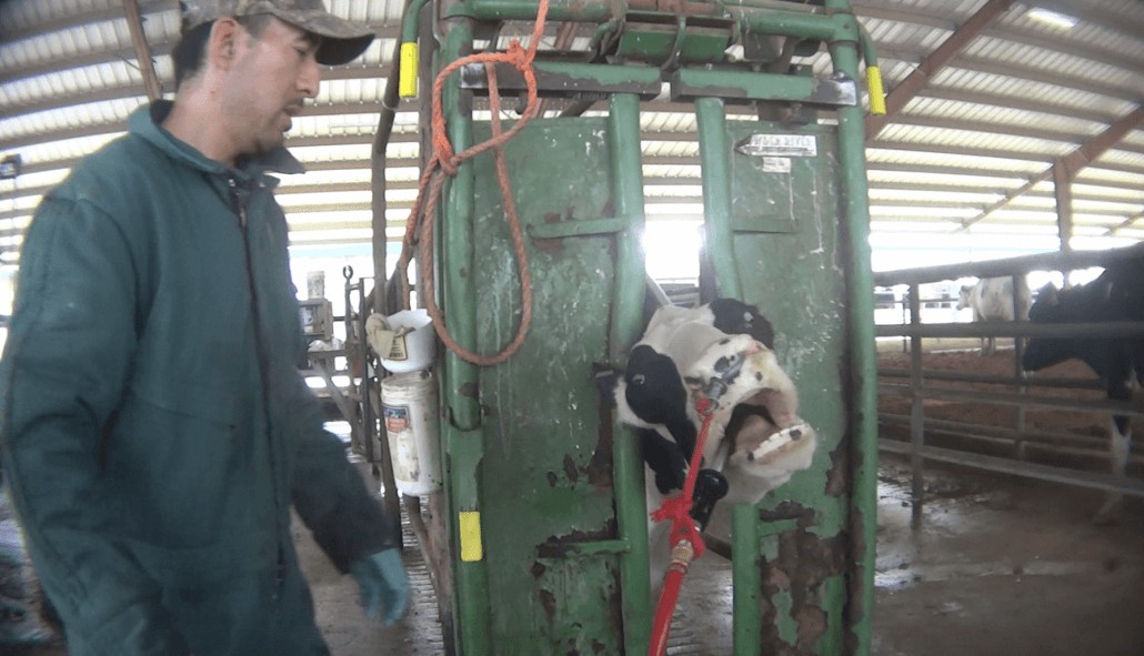 dairy cow cruelty