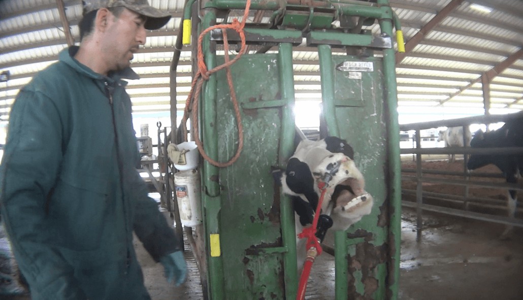 First Ever Cruelty Investigation Into An Organic Dairy Farm