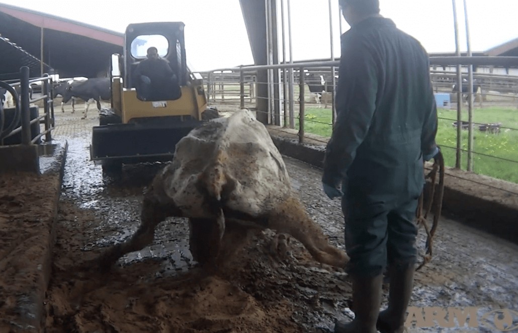 cow downer dairy