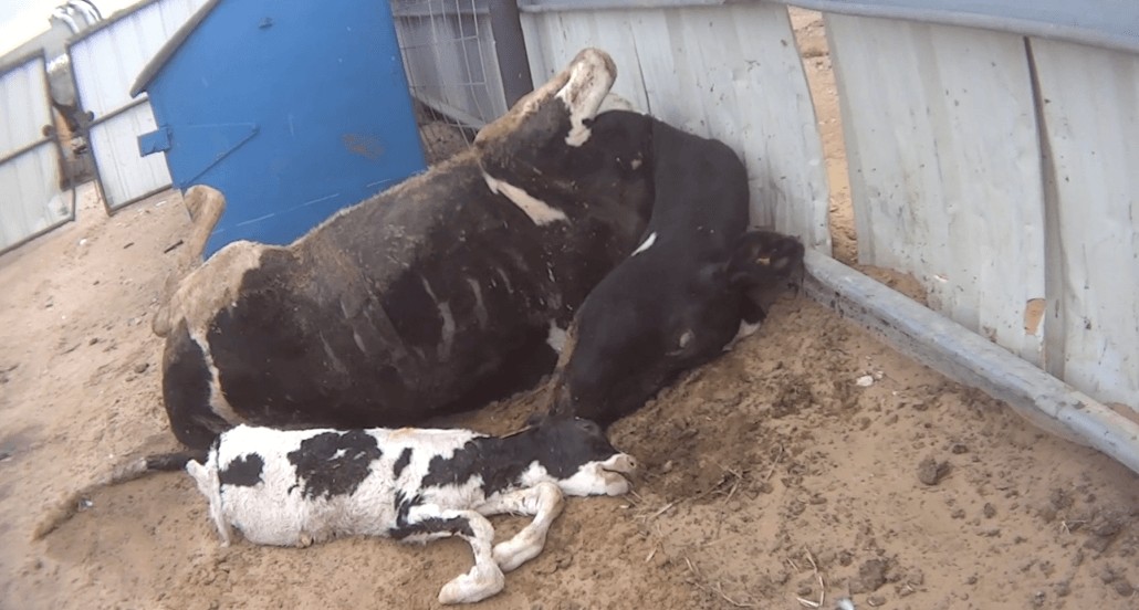 dairy cow calf