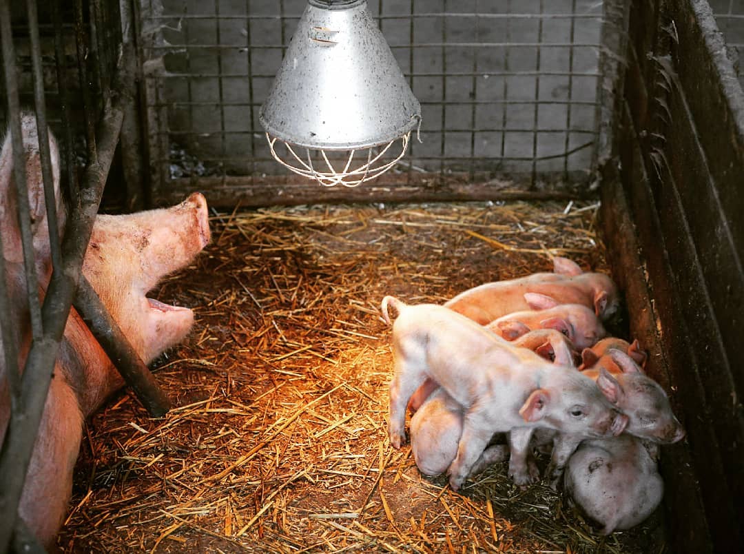 mother pig piglets