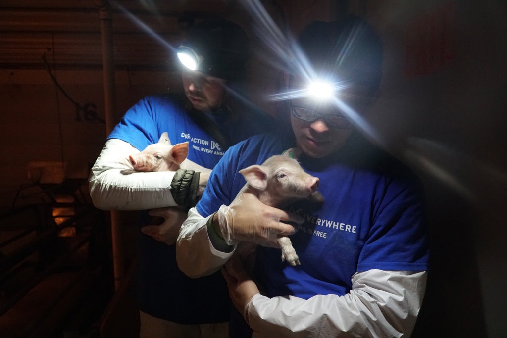 Rescuers Carrying Piglets
