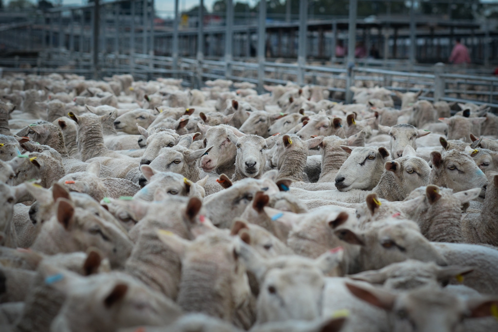 what is sheep farming