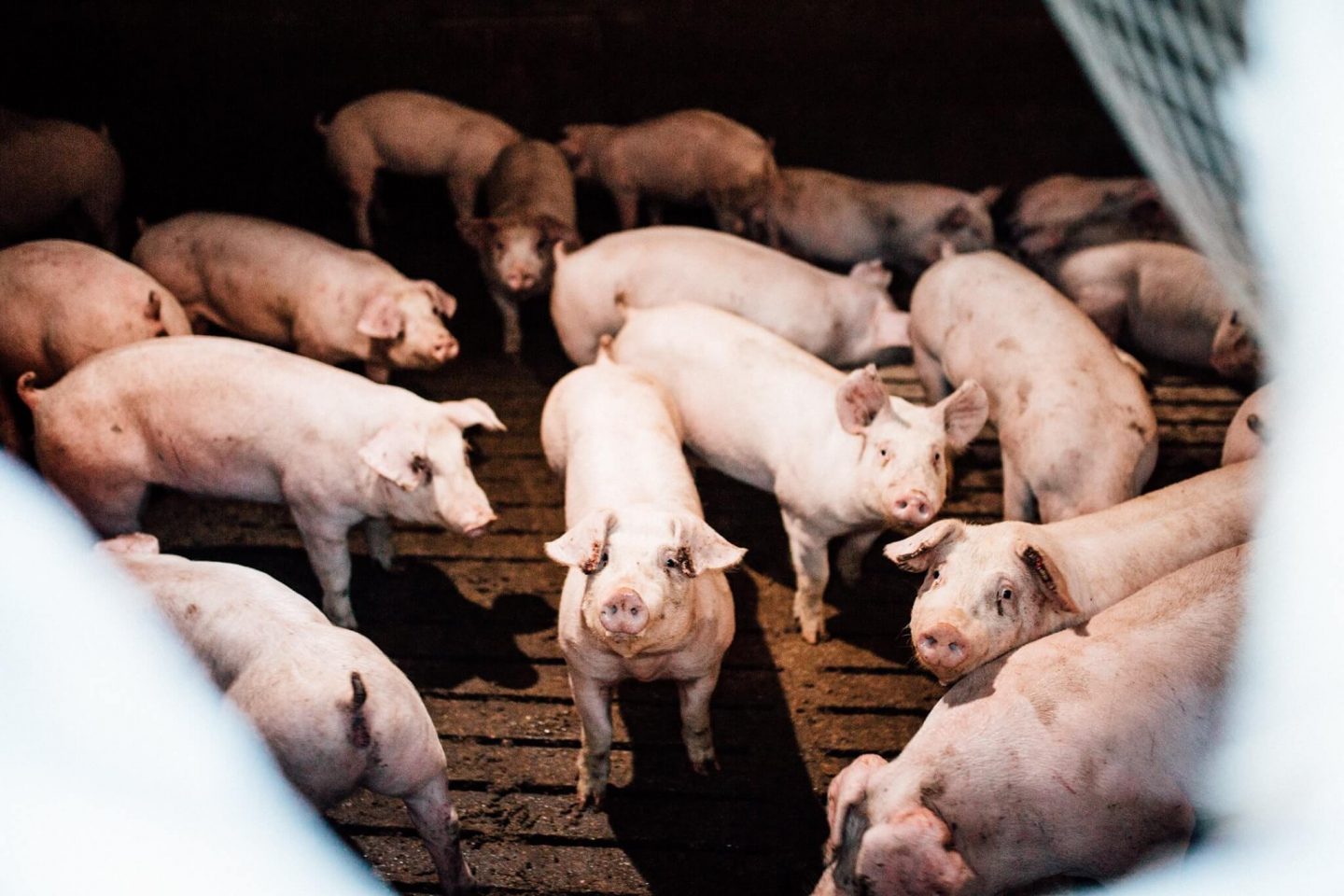 pig farm suffering