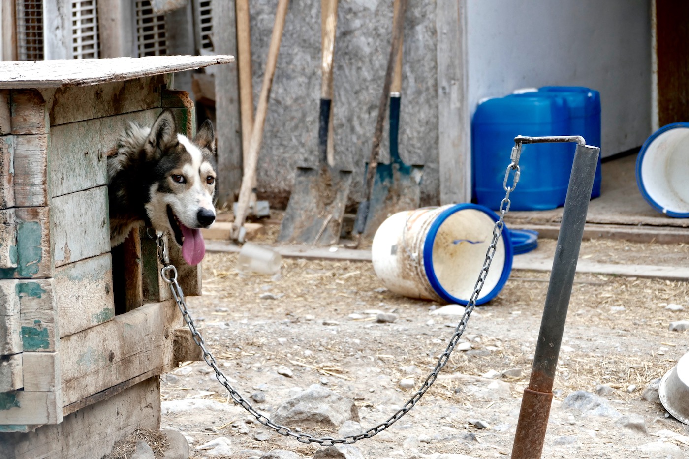 Thirsty sled dog in the summer