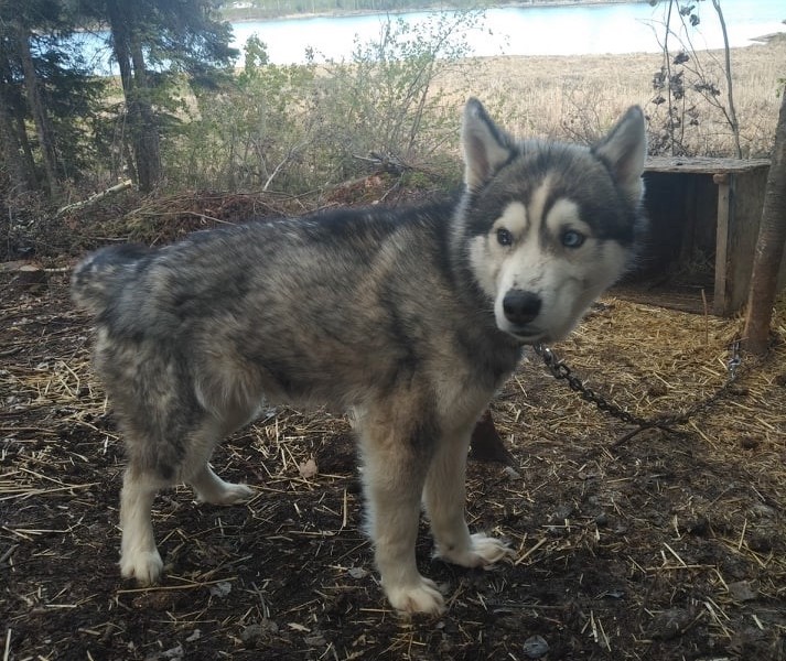 manitoba dog puppy suffering