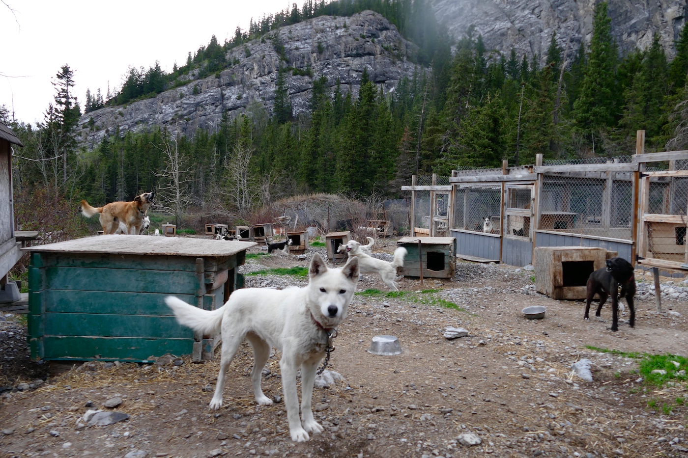 Sled dogs suffer in the summer