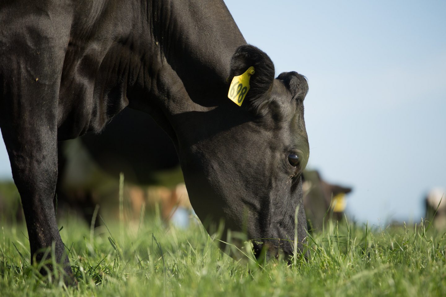 cow grazing climate