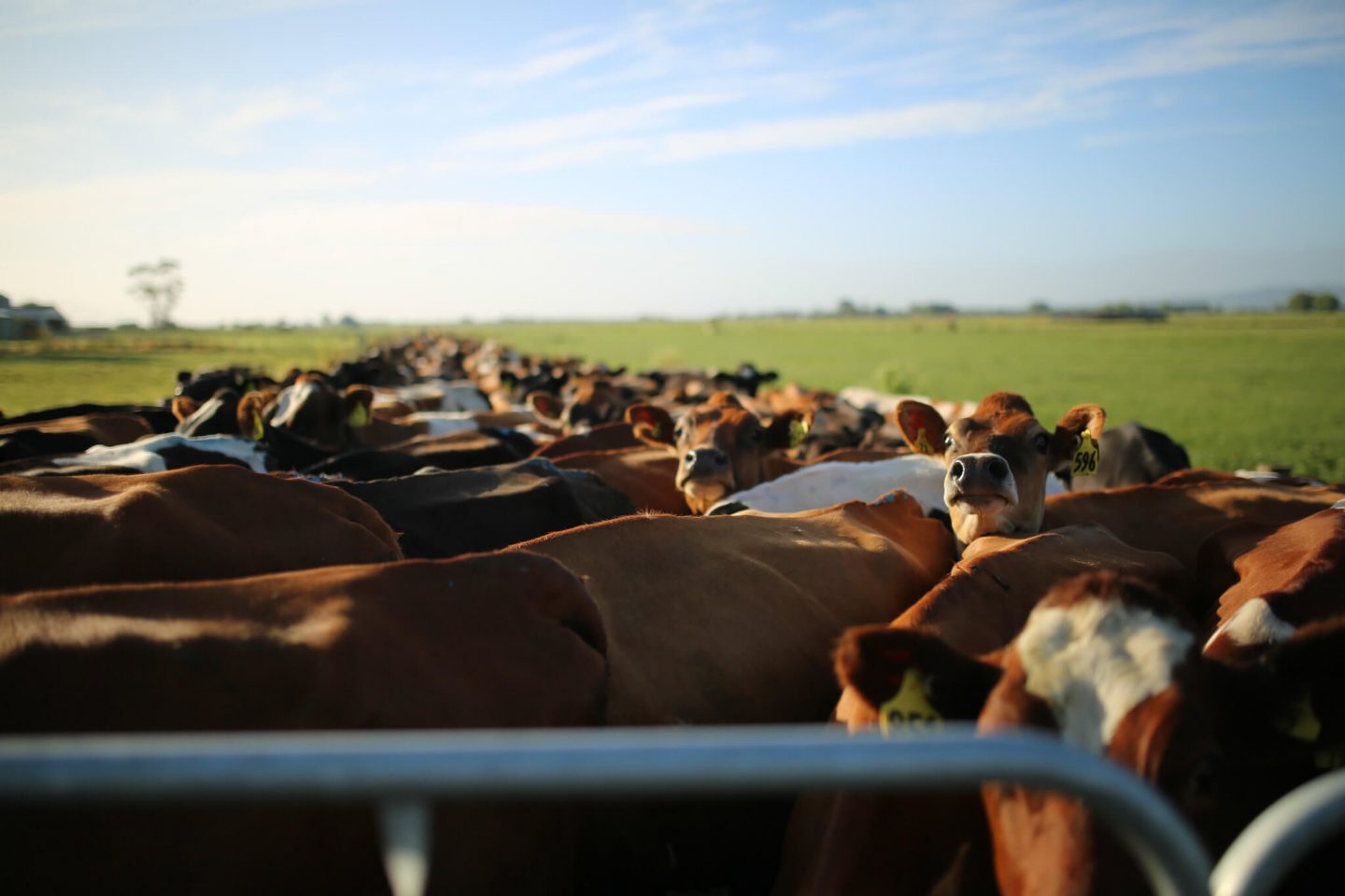 dairy cow pen