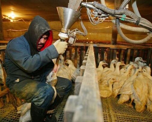 The Animal-Free Innovators Disrupting the Foie Gras Industry