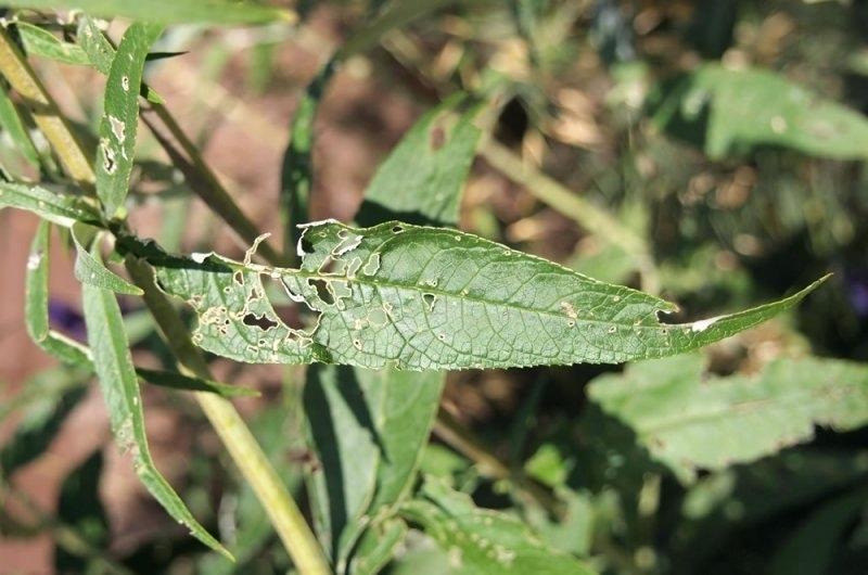 Bugs on a leaf