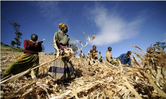 farmers in dry field