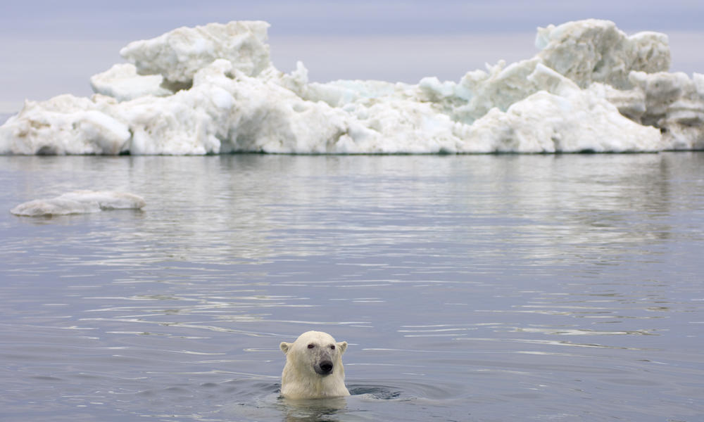 Polar Bear Swimming