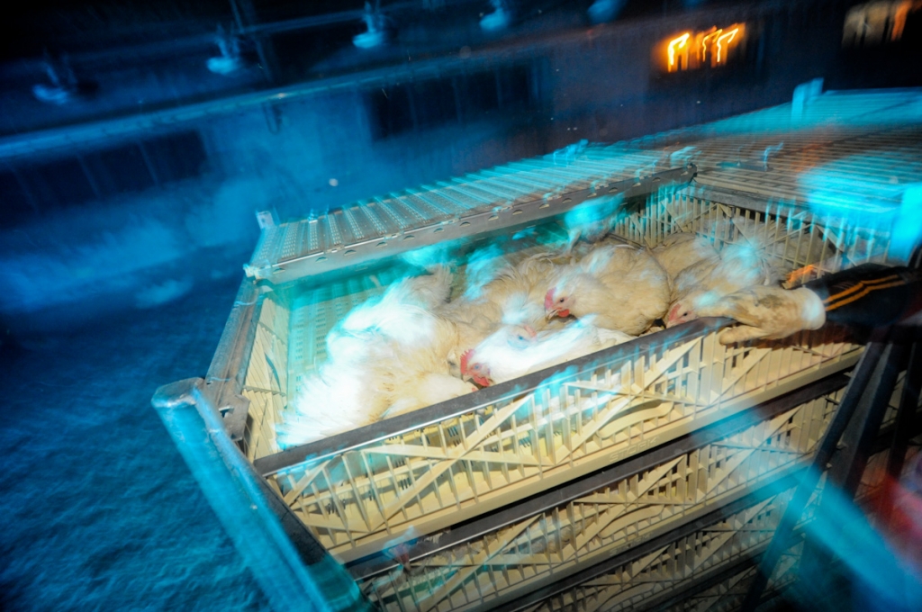 chicken cruelty slaughter 