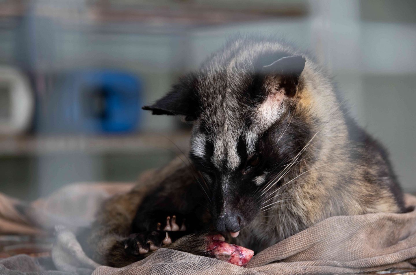 civet cat cruelty