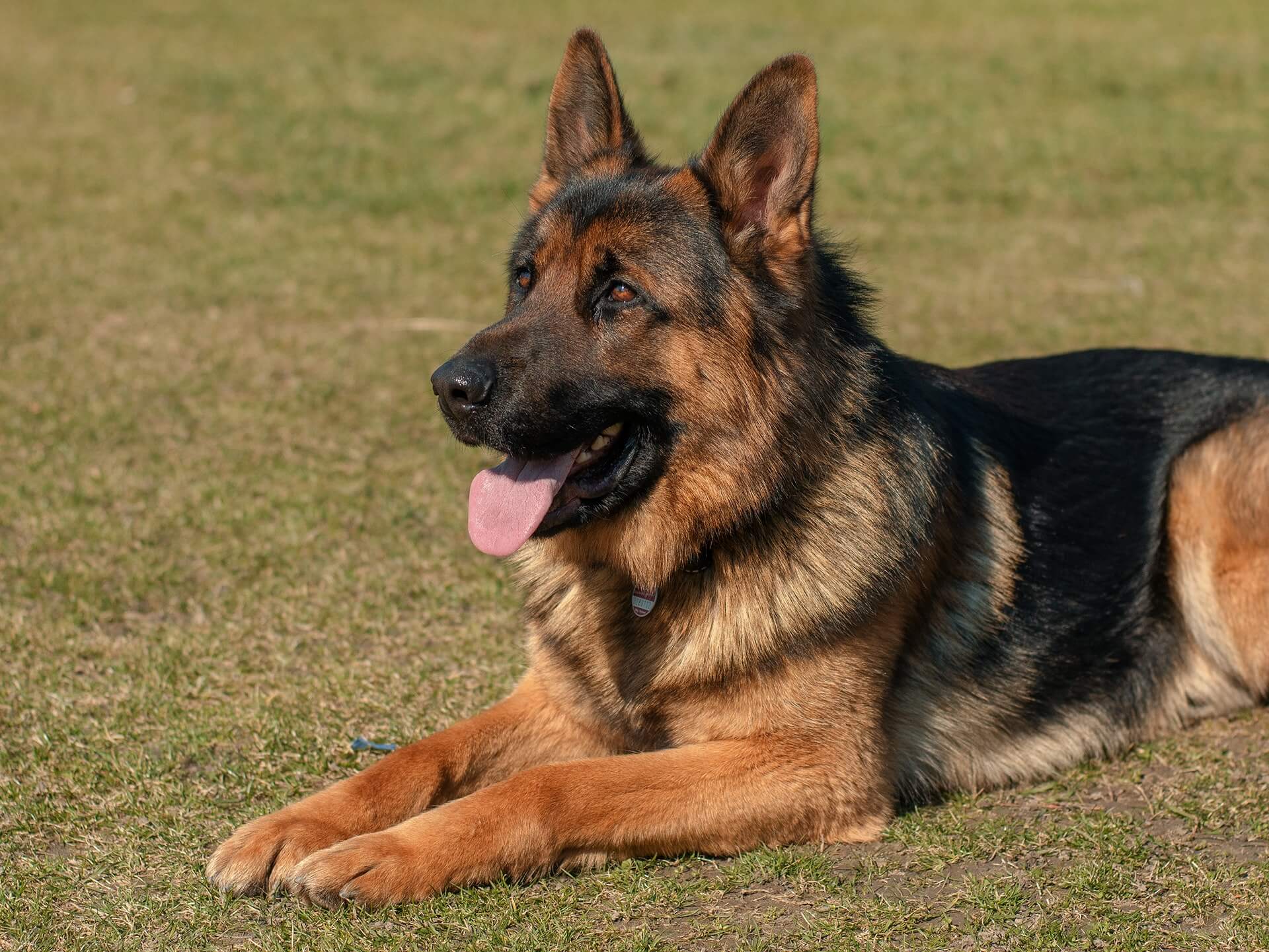 what type of dogs are police dogs