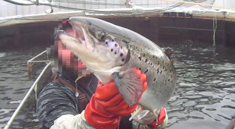 salmon hatchery cruelty