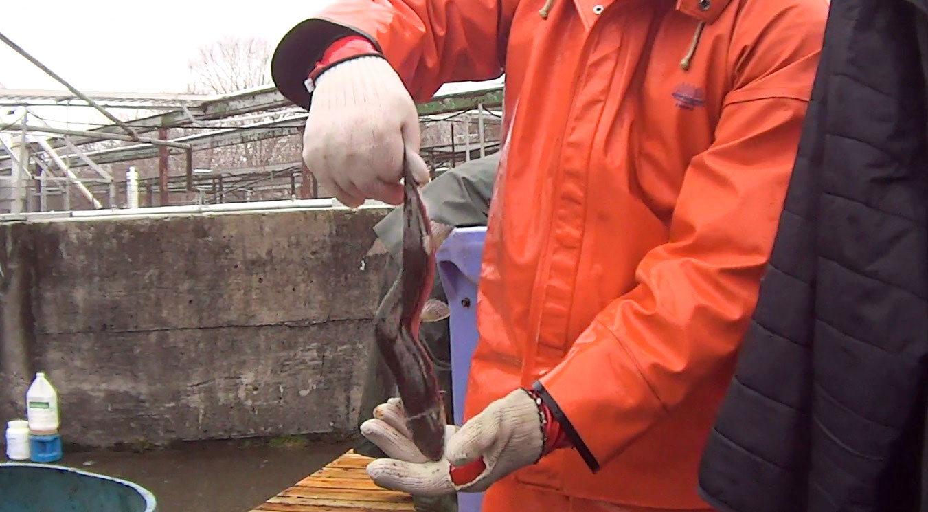 fish salmon cruelty