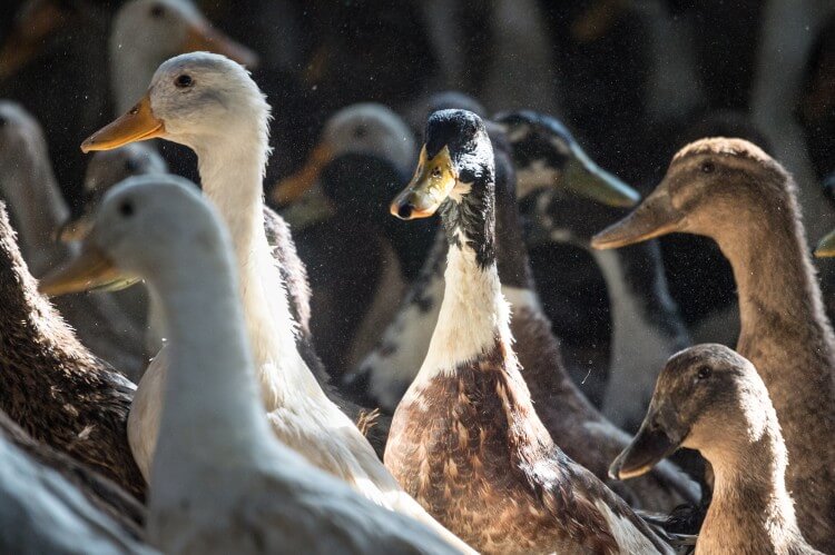 NYC Passes Ban on Foie Gras Putting Animal Welfare First