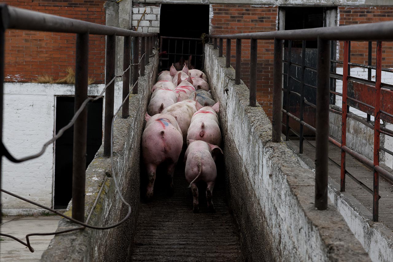 pig slaughter cruelty