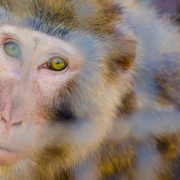 primate animal testing