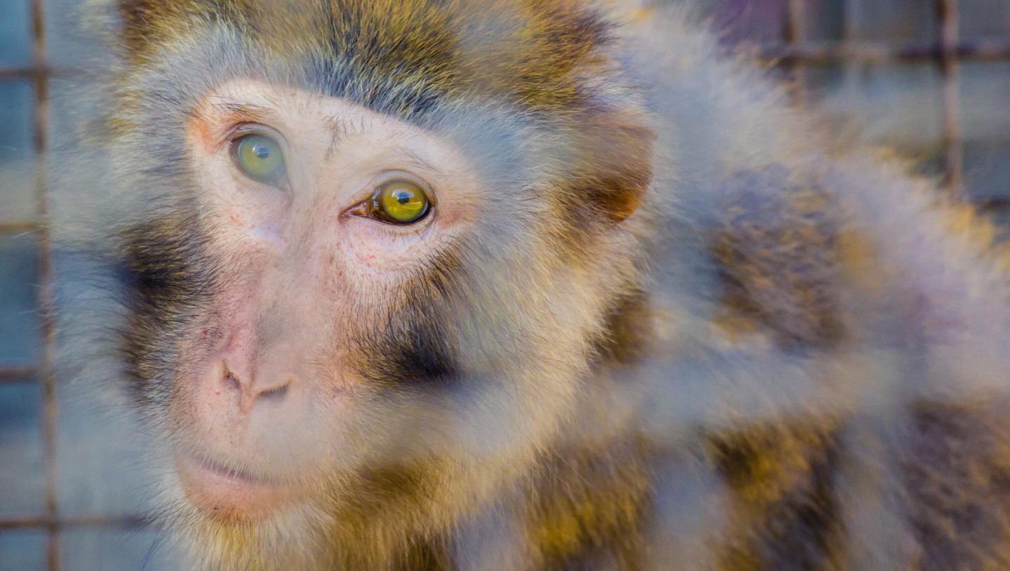 primate animal testing