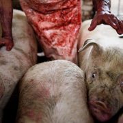 pig slaughterhouse blood