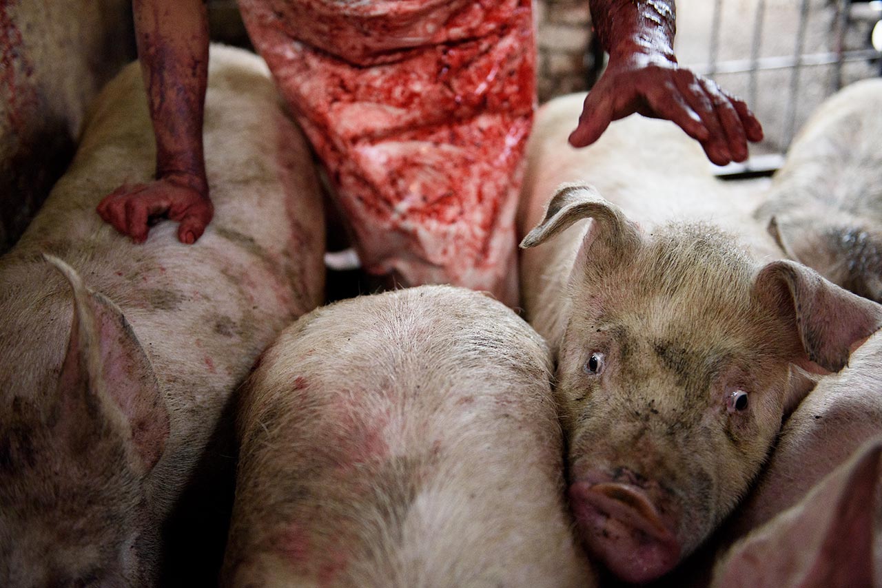 pig slaughterhouse blood