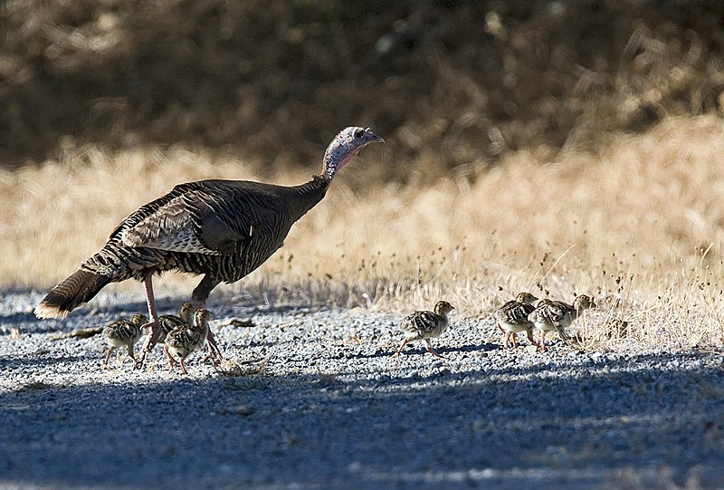 why you shouldnt eat turkey for thanksgiving