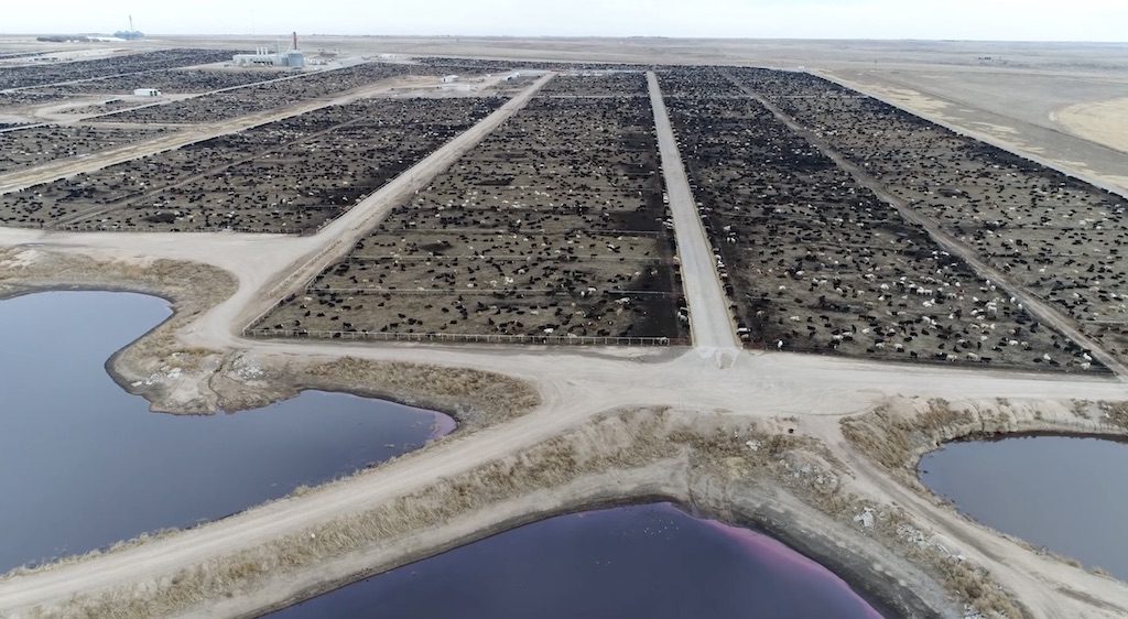 Cattle feedlot with pollution