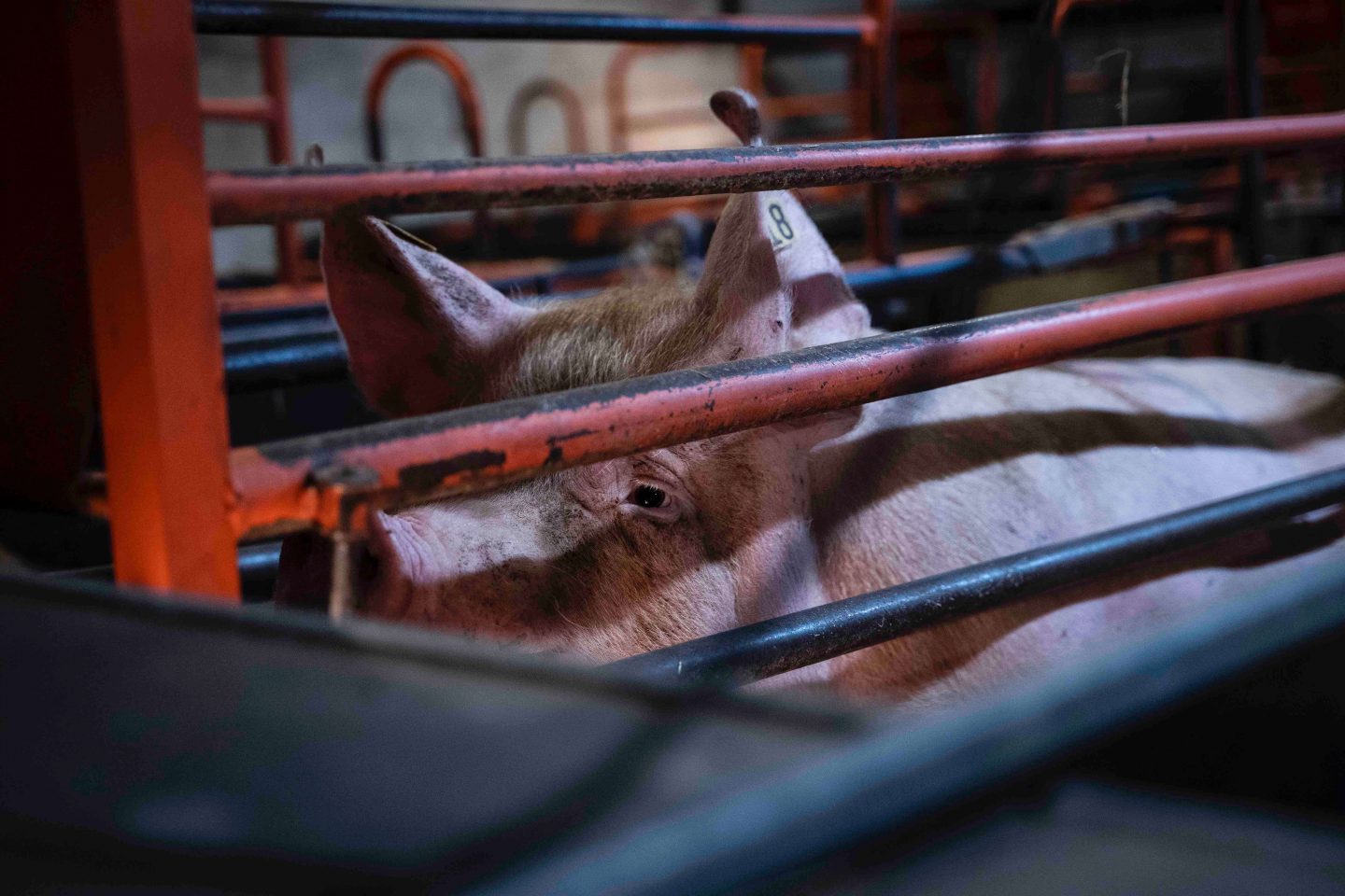 pig cruelty investigation