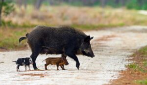 feral pig piglets